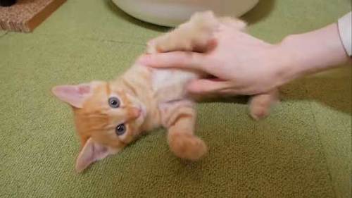 子猫にこちょこちょした