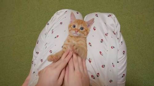 ママさんの膝の上にいる子猫