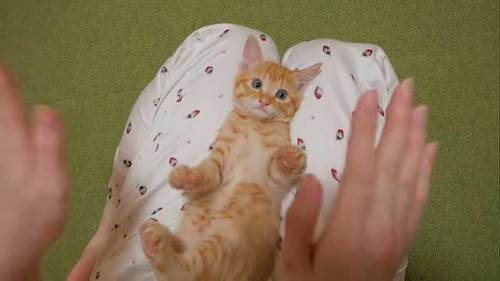 前足で反応する子猫