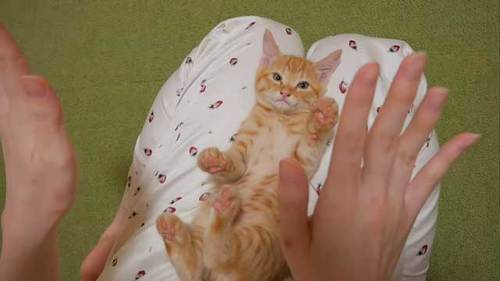 挙手するような子猫