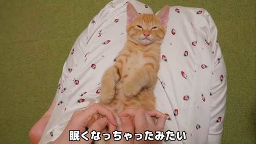 電池切れの子猫