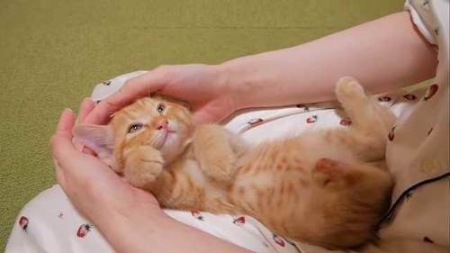 ナデナデされた子猫の表情