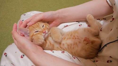 子猫 こちょこちょ パー 反応 可愛い