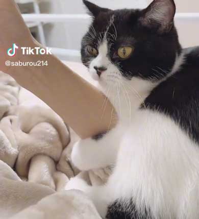 飼い主の腕ギュッとしたい