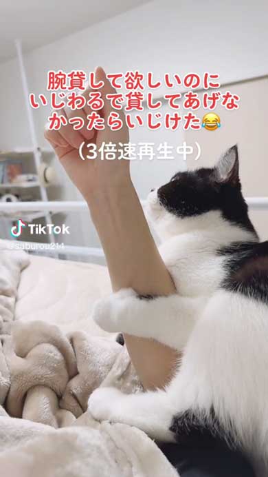 腕を貸してほしい猫