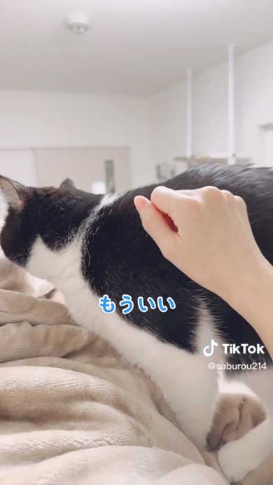 腕を貸してほしい猫