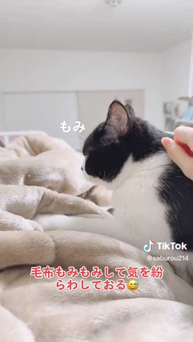 腕を貸してほしい猫