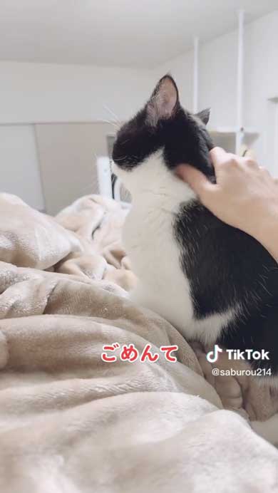 腕を貸してほしい猫
