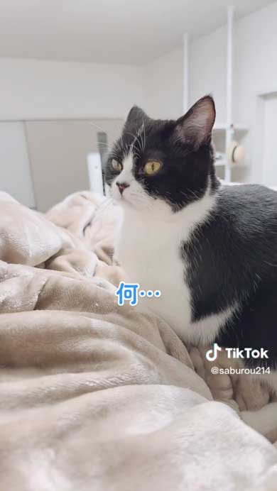 腕を貸してほしい猫