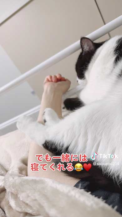 腕を貸してほしい猫