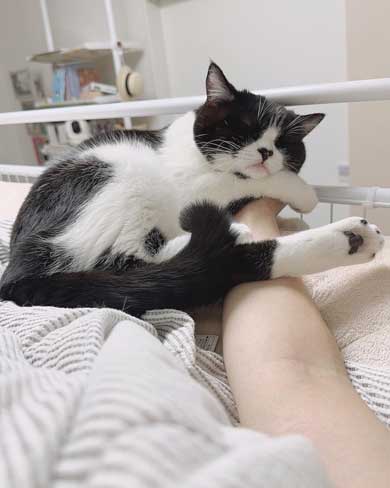 腕を貸してほしい猫