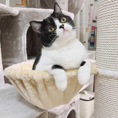 腕を貸してほしい猫