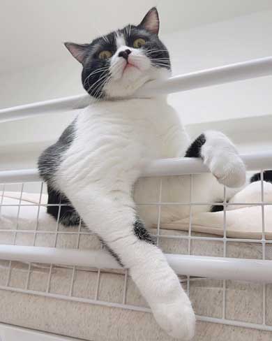 腕を貸してほしい猫