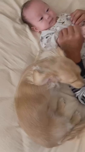 そばに来たミニチュアダックスフント