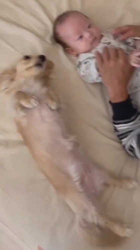 ミニチュアダックスフントと赤ちゃん