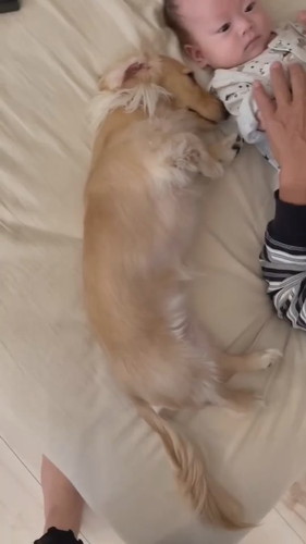 頭をするミニチュアダックスフント