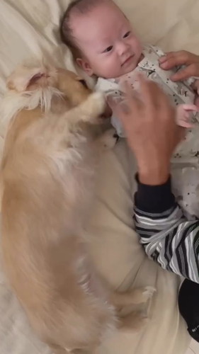 ミニチュアダックスフントと赤ちゃんの寝転ぶ姿