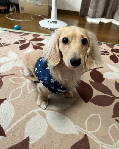 バンダナをつけたミニチュアダックスフント