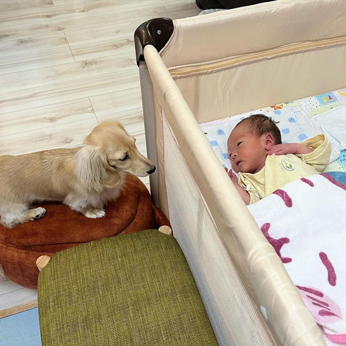 見つめ合うミニチュアダックスフント