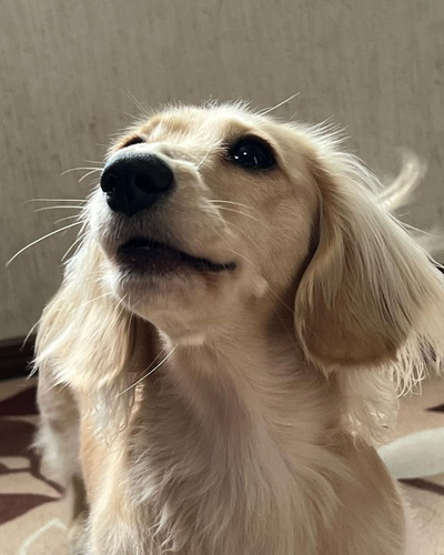 おひげピンのミニチュアダックスフント