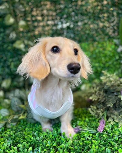 ドッグカフェにいったミニチュアダックスフントのねむたんちゃん