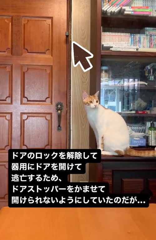 賢い猫と飼い主の攻防戦