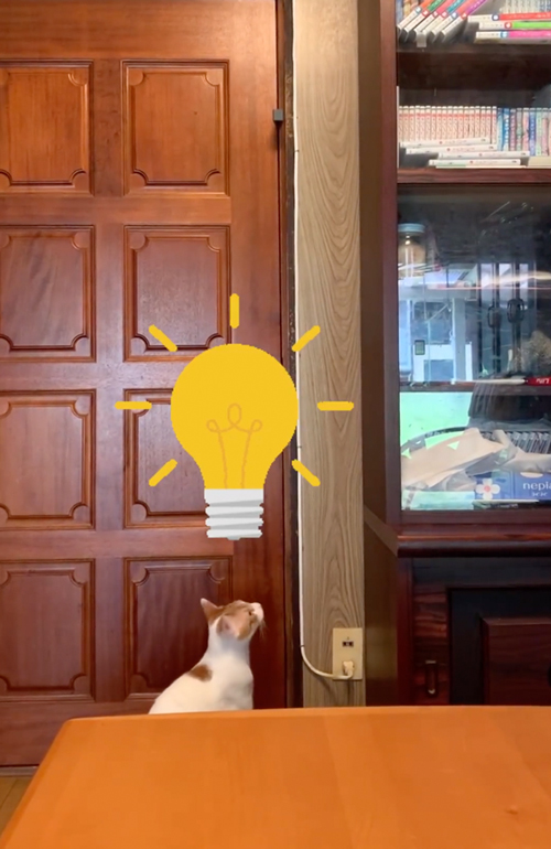 思いついた猫