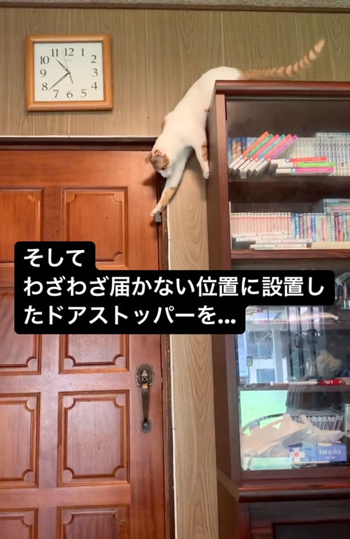 上からの猫