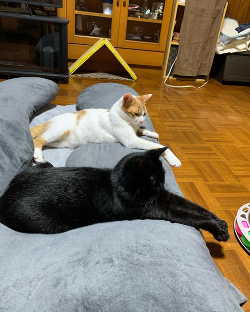 仲良しなヴェルとアール