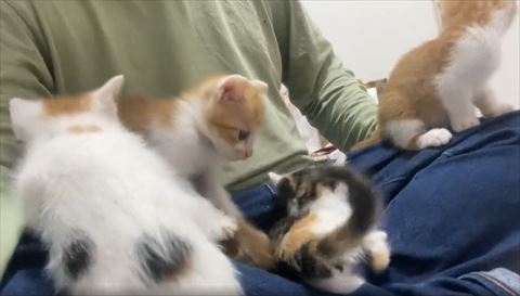 三毛猫ちゃん後ろ姿アップ