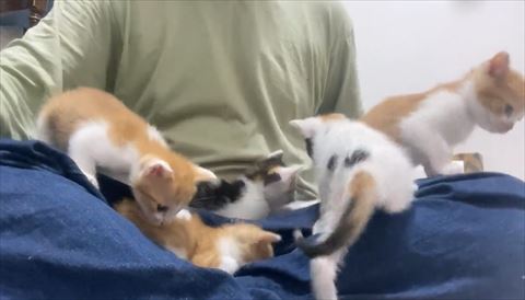 奥の子に近づいて行く猫ちゃん