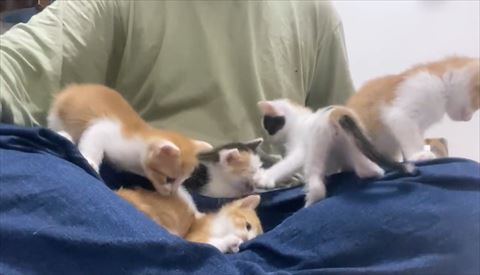 ちょっかい出す子猫