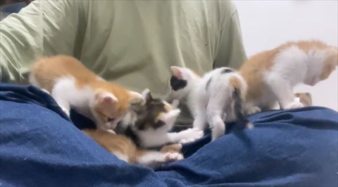 左前足で三毛猫さわる三毛猫