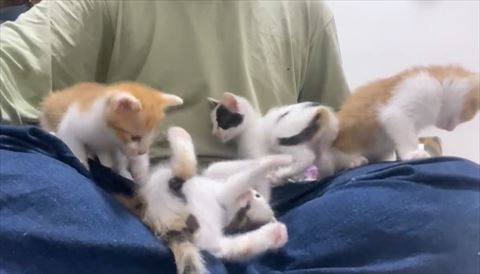 転げ落ちる三毛猫