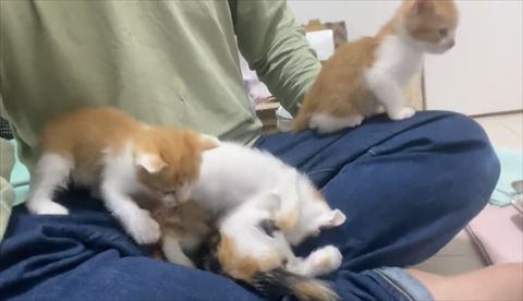 じゃれる姉妹の下をのぞく茶白ちゃん