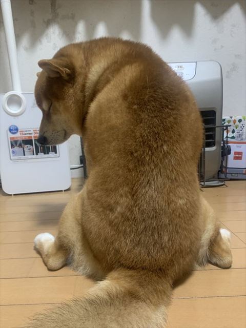 ヒーターの前で寝る犬