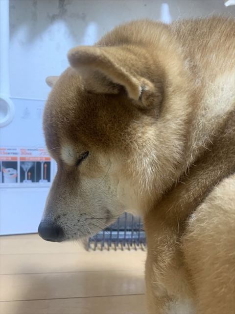 寝る犬のトリミング画像