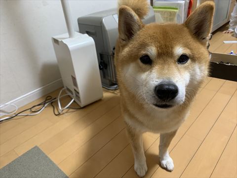 ヒーターと柴犬