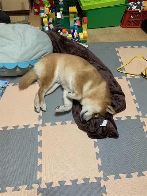 ブランケットワンコ