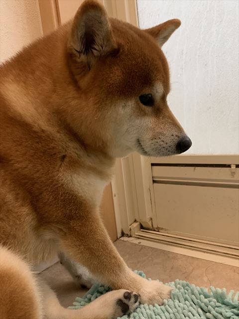 お風呂場の前にワンコ