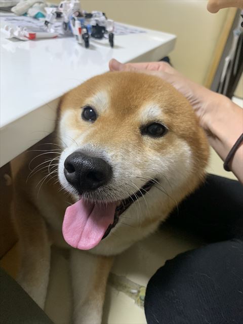 机の下にいるワンコ