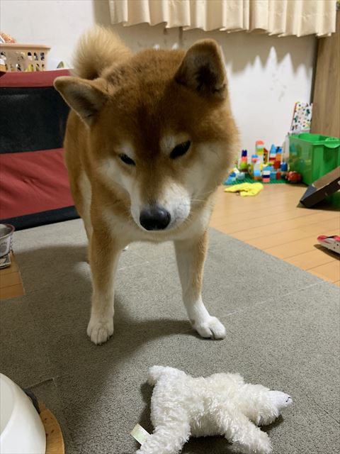 ぬいぐるみ見ながら首かしげてるワンコ