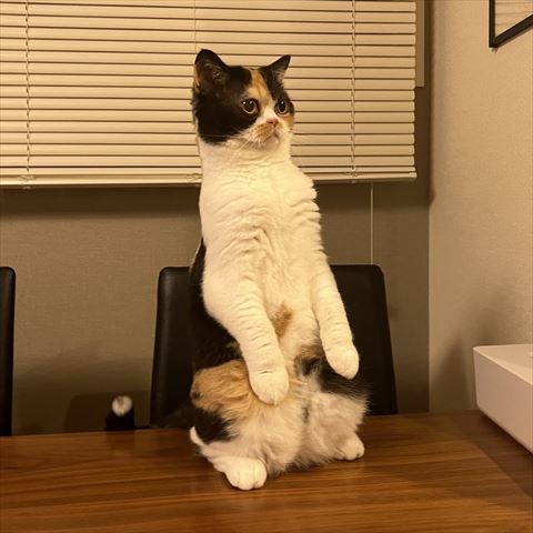 2足立ち猫ちゃん