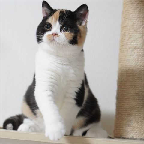 左前足あげて目くりくり