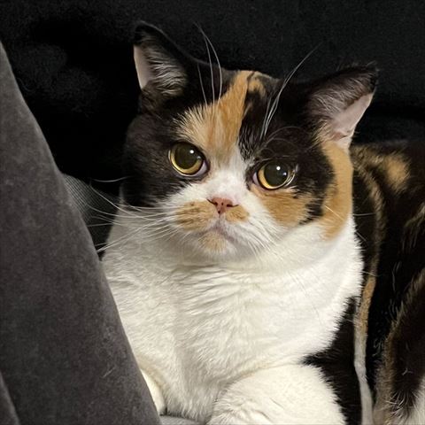 猫ちゃんアップ