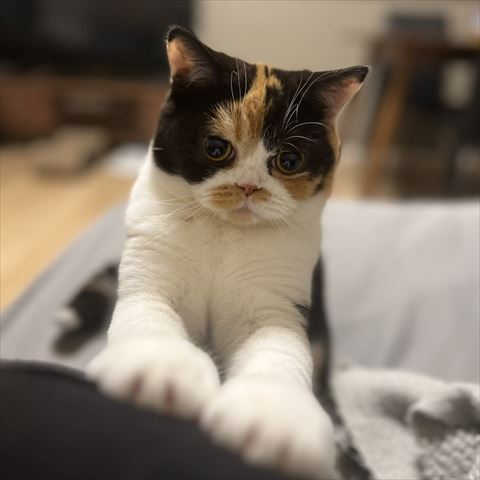 前足のせる猫ちゃん