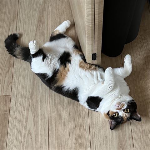 おなか見せてる猫ちゃん