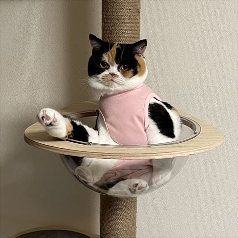 ボウルに足のせてる