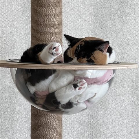 ボウルの中で寝てる