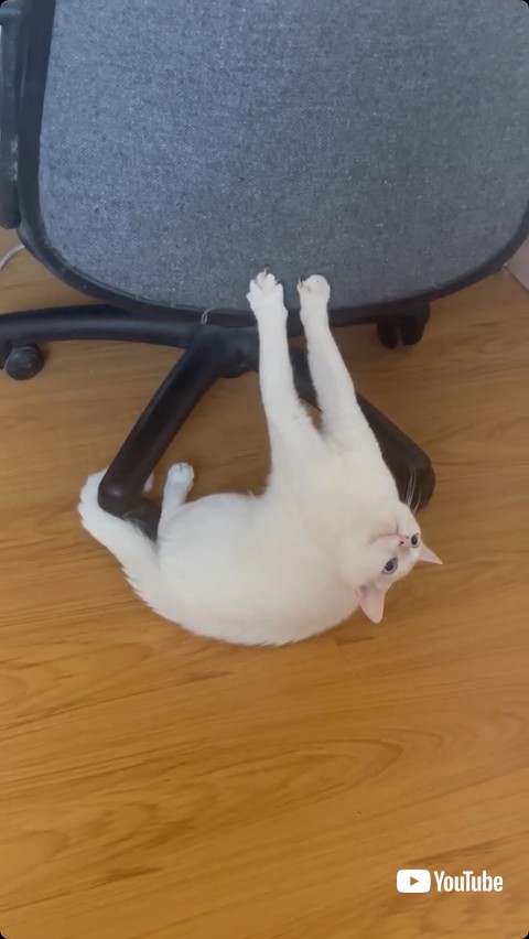 イスに爪が引っ掛った猫の拡大